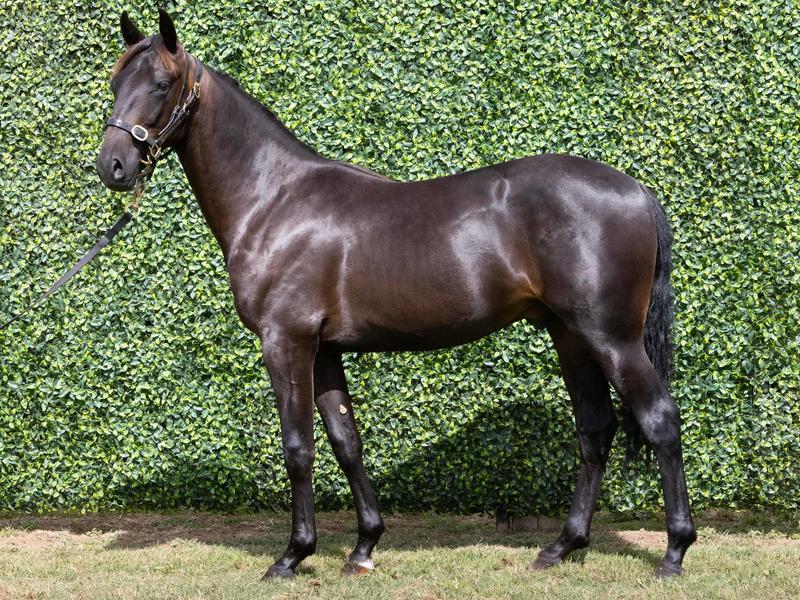 image of Bettors Delight x Big Lucy <span class='locale'>NZ</span> <small><b>Race name:</b> Bettors Delight x Big Lucy</small>
