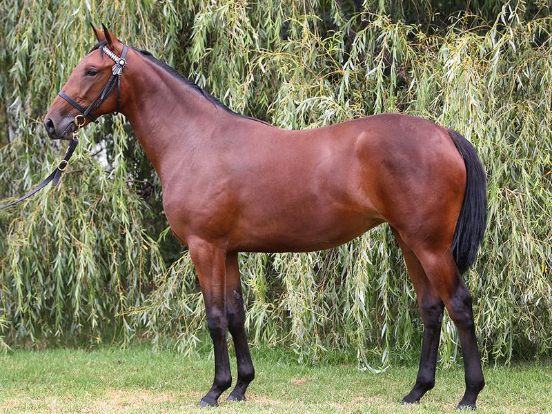 image of Bettor's Delight x Queen Camille <span class='locale'>NZ</span> <small><b>Race name:</b> Queen Of Swords</small>