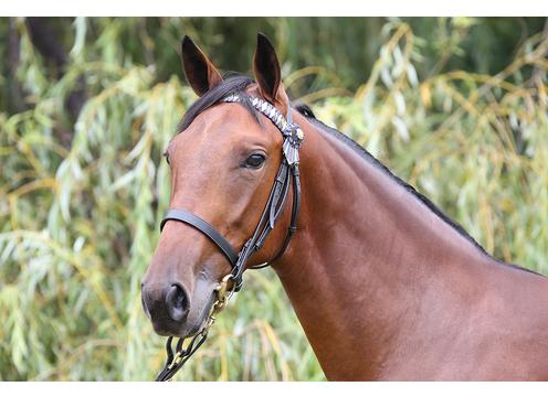 gallery image of Bettor's Delight x Queen Camille <small><b>Race Name:</b> Queen Of Swords</small>