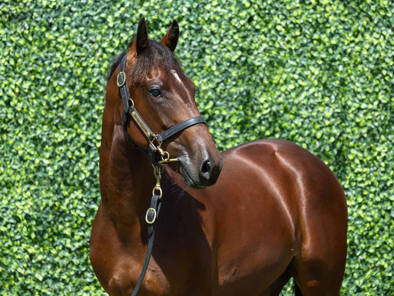 image of Bettors Delight x Big Lucy <span class='locale'>NZ</span> <small><b>Race name:</b> Lot 13 Bettor's Delight / Big Lucy</small>